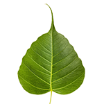 BodhiLeaf_150x150 IMSB