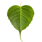Bodhi Courses