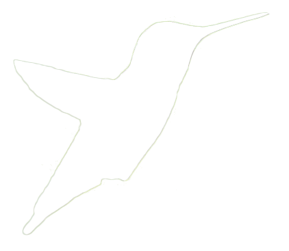 Hummingbird Approaches White
