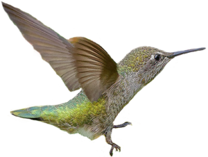 Hummingbird